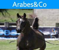 Arabes&Co. Championnat international de chevaux pure sang arabes