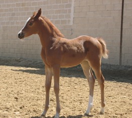 equine camps for children