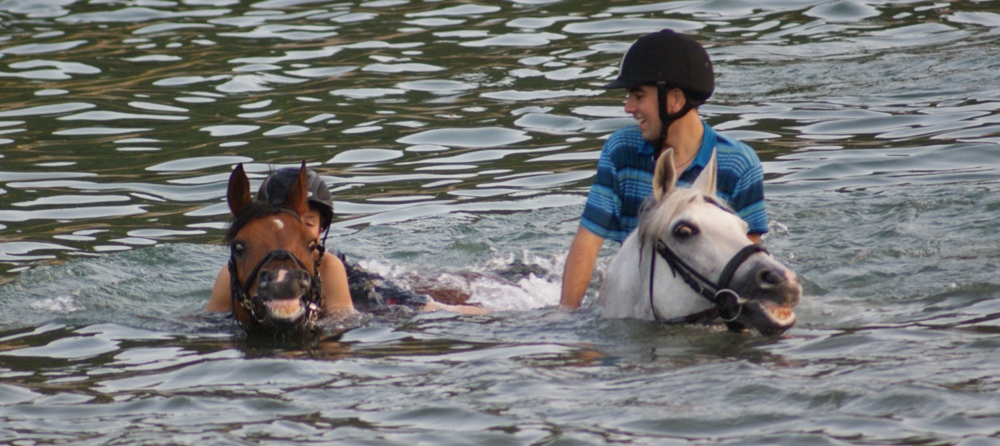chevaux nageant dans la mer lors des colonies équestres d'été