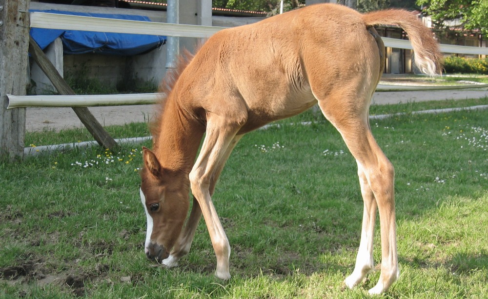 Cría de caballo Arabe en La Gerencia